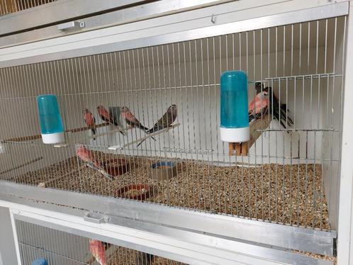 5-tal wildkleur bourke parkiet 2024 geringd/ook bourkes 2025, Dieren en Toebehoren, Vogels | Parkieten en Papegaaien, Parkiet