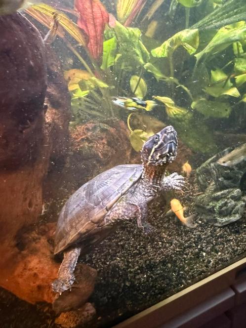 Muskus schildpad, Dieren en Toebehoren, Reptielen en Amfibieën, Schildpad, 3 tot 6 jaar