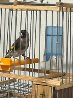 parva, Mâle, Oiseau chanteur sauvage, Domestique