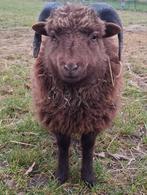 Ouessant schaap - (licht) bruin - gezocht, Mouton