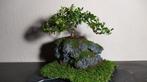 3 bonsai Japanse hulst + handgemaakte pot, Huis en Inrichting, Kamerplanten, Ophalen, Bonsai