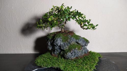 3 bonsai houx japonais + pot fait main, Maison & Meubles, Plantes d'intérieur, Bonsai, Enlèvement