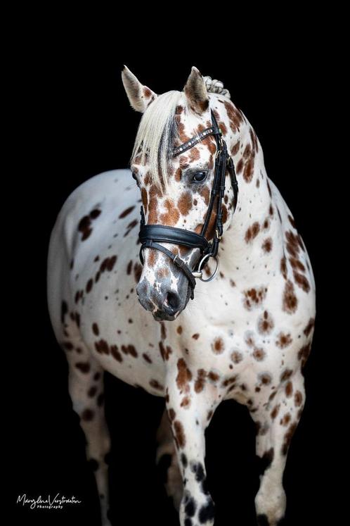 Dipstick – Onze ultieme geschikte dekhengst!, Dieren en Toebehoren, Pony's, Hengst, B, D pony (1.37m tot 1.48m), 7 tot 10 jaar