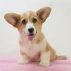 Welsh Corgi - pups te koop, Dieren en Toebehoren, 15 weken tot 1 jaar, Buitenland, CDV (hondenziekte), Meerdere