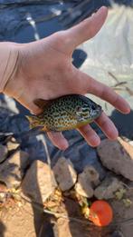 Zonne baars, Poisson, Poisson d'eau douce