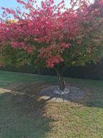 kardinaalsmuts boompjes, Enlèvement