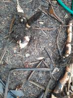 Cannas rustiques, Jardin & Terrasse, Enlèvement