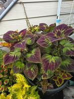 Coleus,  siernetel, Tuin en Terras, Ophalen of Verzenden