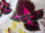Boutures coleus 2€ la pièce