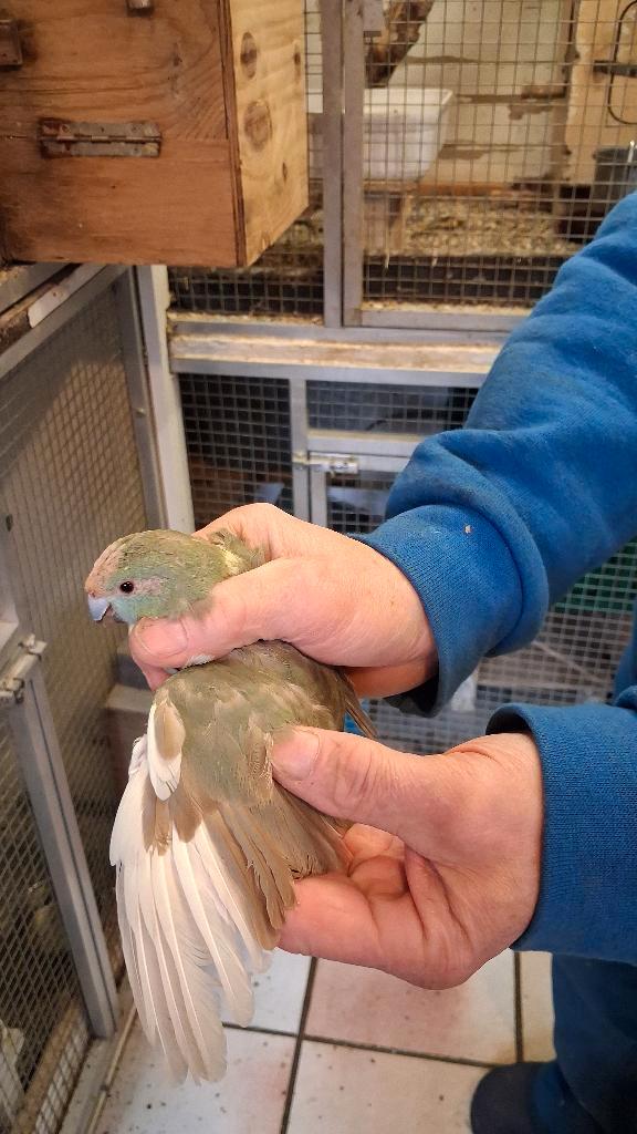 kakariki  koppel 2025, Dieren en Toebehoren, Vogels | Parkieten en Papegaaien, Parkiet, Meerdere dieren, Geringd