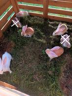 Jonge konijnen, Dieren en Toebehoren, Konijnen, Meerdere dieren, Groot, 0 tot 2 jaar