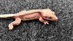Crested gecko wimpergekko