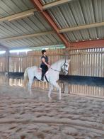 Ruin te koop, Dieren en Toebehoren, Paarden, Met stamboom, 175 cm of meer, Ruin, 11 jaar of ouder