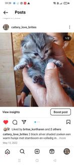 Kittens beschikbaar britse korthaar, 0 tot 2 jaar