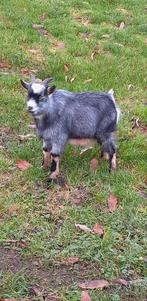 Te koop mooi zuiver blauwschimmel tan dwerggeiten dek bok., Dieren en Toebehoren, Schapen, Geiten en Varkens, Mannelijk, Geit