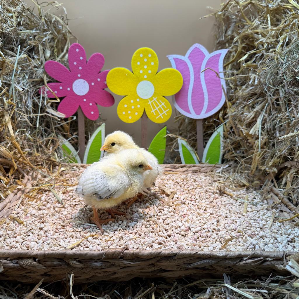 Jonge tamme Sussex kuikens gesekst & ingeënt, Dieren en Toebehoren, Pluimvee, Kip, Vrouwelijk