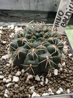 gymnocalycium baldianum, Huis en Inrichting, Kamerplanten, Ophalen, Minder dan 100 cm, In pot, Cactus
