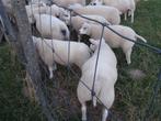 Texel ramlammeren en ooilammeren, Dieren en Toebehoren, Schapen, Geiten en Varkens, Meerdere dieren, Schaap, 0 tot 2 jaar