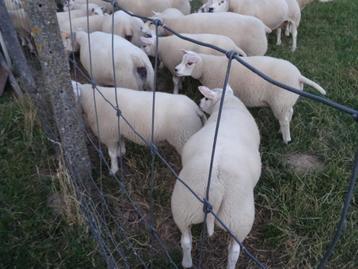 Texel ramlammeren en ooilammeren beschikbaar voor biedingen