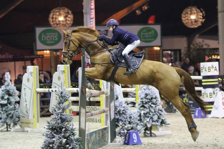 Ruin, springpaard, leermeester, Dieren en Toebehoren, Paarden, Ruin, ZZ, 170 tot 175 cm, 11 jaar of ouder, Springpaard, Met stamboom