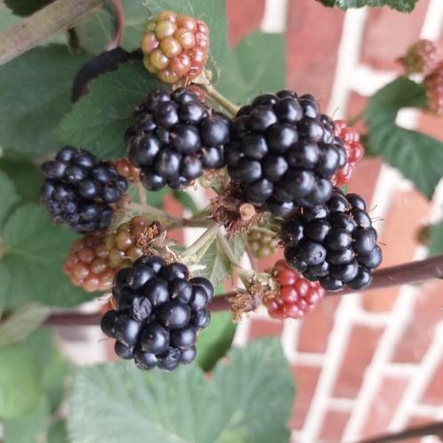 Boysenbes, Tuin en Terras, Planten | Fruitbomen, Ophalen