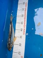 22 cm blauwe koi, Dieren en Toebehoren, Karper of Koi