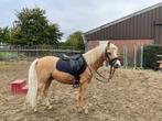 Knappe 4 jarige welsh ruin, Dieren en Toebehoren, Pony's, B, Gechipt, Ruin, 3 tot 6 jaar