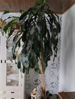 Plant, Tuin en Terras, Ophalen