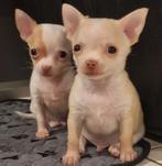 Chihuahua pups (kortharig), Dieren en Toebehoren, Honden | Chihuahua's en Gezelschapshonden, België, Particulier, Reu, CDV (hondenziekte)