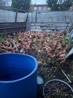 Rode leghennen, Dieren en Toebehoren, Pluimvee