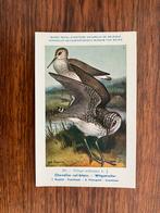 Vogels der Belgische Fauna - Reeks 30, Collections, Cartes postales | Animaux, Enlèvement ou Envoi, 1940 à 1960, Non affranchie