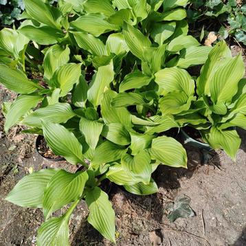 Hosta's  beschikbaar voor biedingen