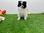 Pomeriaan pups, België, Keeshond, 8 tot 15 weken, CDV (hondenziekte)