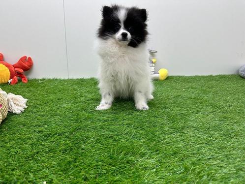Pomeriaan pups, Dieren en Toebehoren, Honden | Poolhonden, Keeshonden en Oertypen, Meerdere dieren, Keeshond, Fokker | Professioneel