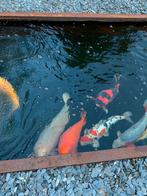 Japanse koi Chagoi, Carpe ou Koï