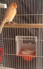 Koppel kanaries rood/wit, Dieren en Toebehoren, Vogels | Kanaries