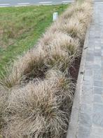 Siergrassen, Tuin en Terras, Ophalen, Zo goed als nieuw