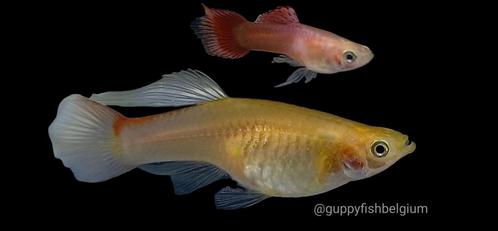 Guppen en endlers, Dieren en Toebehoren, Vissen | Aquariumvissen, Zoetwatervis, Vis, Schoolvis
