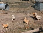 5 kriel kuikentjes, Dieren en Toebehoren, Pluimvee, Kip