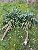GRATIS: Yucca recurvifolia, Volle zon, Vaste plant, Zomer, Ophalen