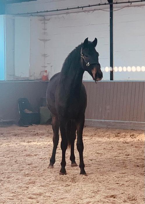 Prachtige ruin te koop, Dieren en Toebehoren, Paarden, Ruin