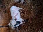 Walliser ram 3j BRAAF !, Dieren en Toebehoren, Schapen, Geiten en Varkens