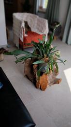 Decoratie mooi met verlichting errond of plantjes..Houtblok, Ophalen, Zo goed als nieuw