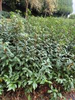 Grote kortingen op portugese laurierhaag potgekweekt, Tuin en Terras, Planten | Struiken en Hagen, Ophalen of Verzenden, Buxus