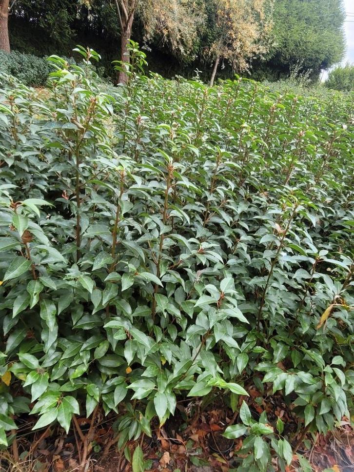 Grote kortingen op portugese laurierhaag potgekweekt, Tuin en Terras, Planten | Struiken en Hagen, Buxus, Ophalen of Verzenden