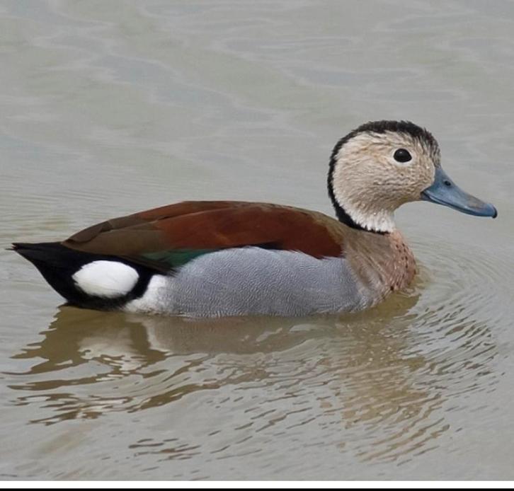 Siereenden/kweekkoppels, Dieren en Toebehoren, Pluimvee, Eend, Meerdere dieren