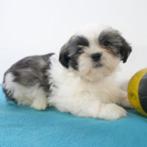 Lhasa Apso pups te koop (Belgisch), Dieren en Toebehoren, België, CDV (hondenziekte), 8 tot 15 weken, Meerdere