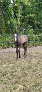 Zwart quarter hengstenveulen, Dieren en Toebehoren, Minder dan 160 cm, Gechipt, 0 tot 2 jaar, Hengst