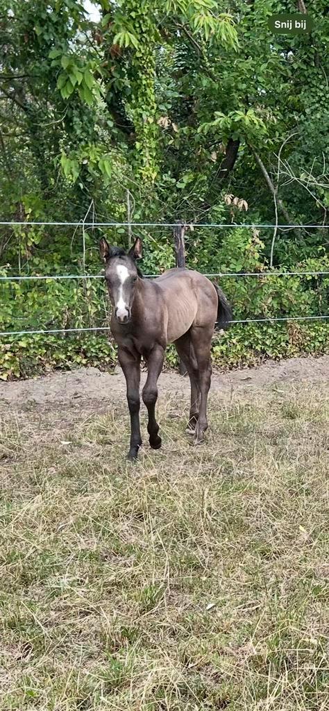 Zwart quarter hengstenveulen, Dieren en Toebehoren, Paarden, Hengst, Onbeleerd, Minder dan 160 cm, 0 tot 2 jaar, Westernpaard