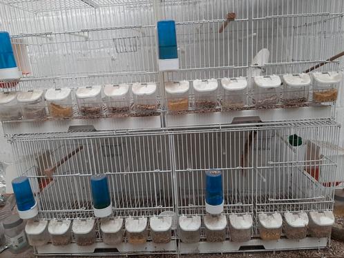 3 broedkooien en toebehoren, Dieren en Toebehoren, Vogels | Kanaries